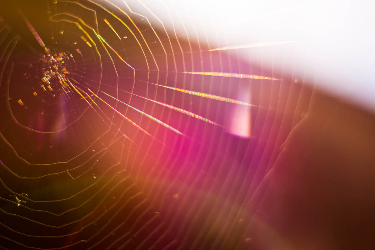 Spinnennetz