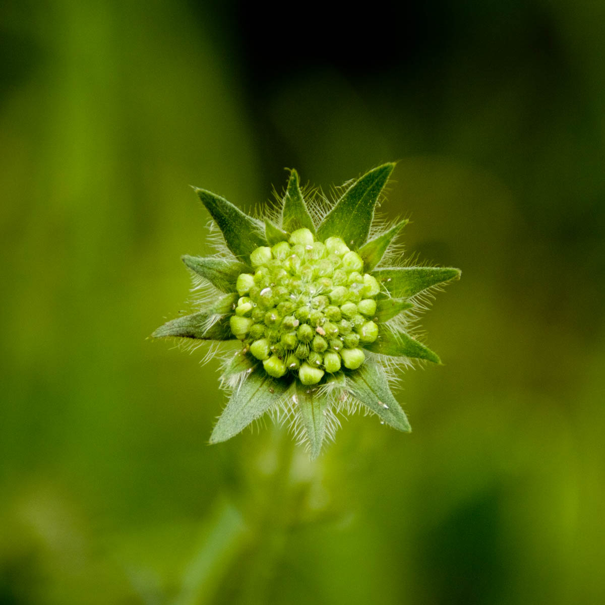 Blüte