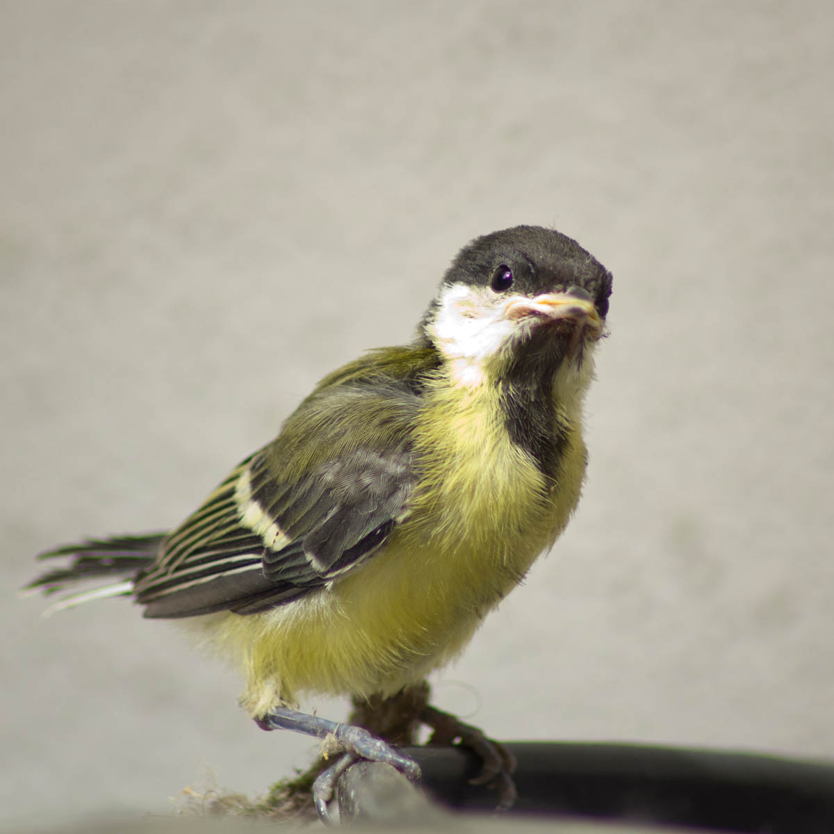 Mini-Meise