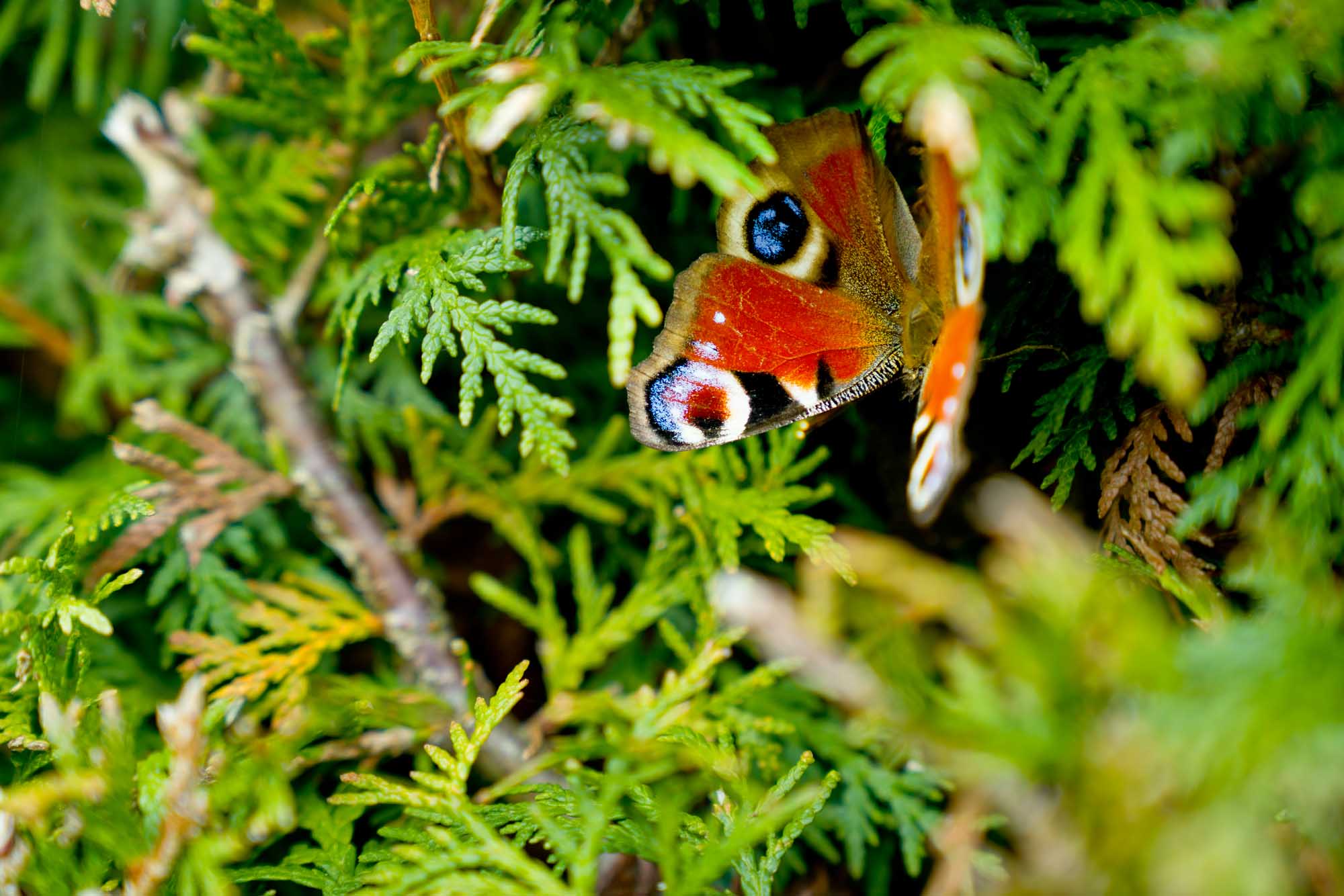 Tierfotos Banner