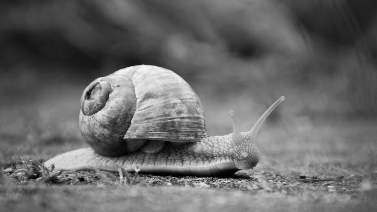 Schnecke 1