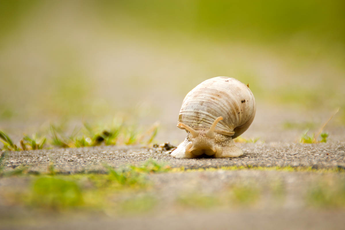 Schnecke 2